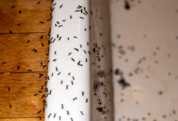 Professional Pest Control in Coburg, OR