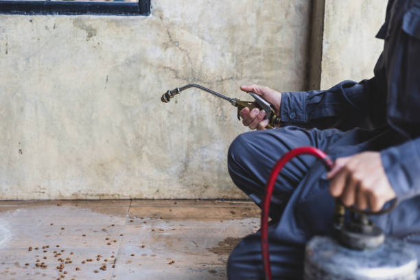 Wasp Removal Services in Coburg, OR